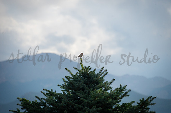 Anna + Tom-3598